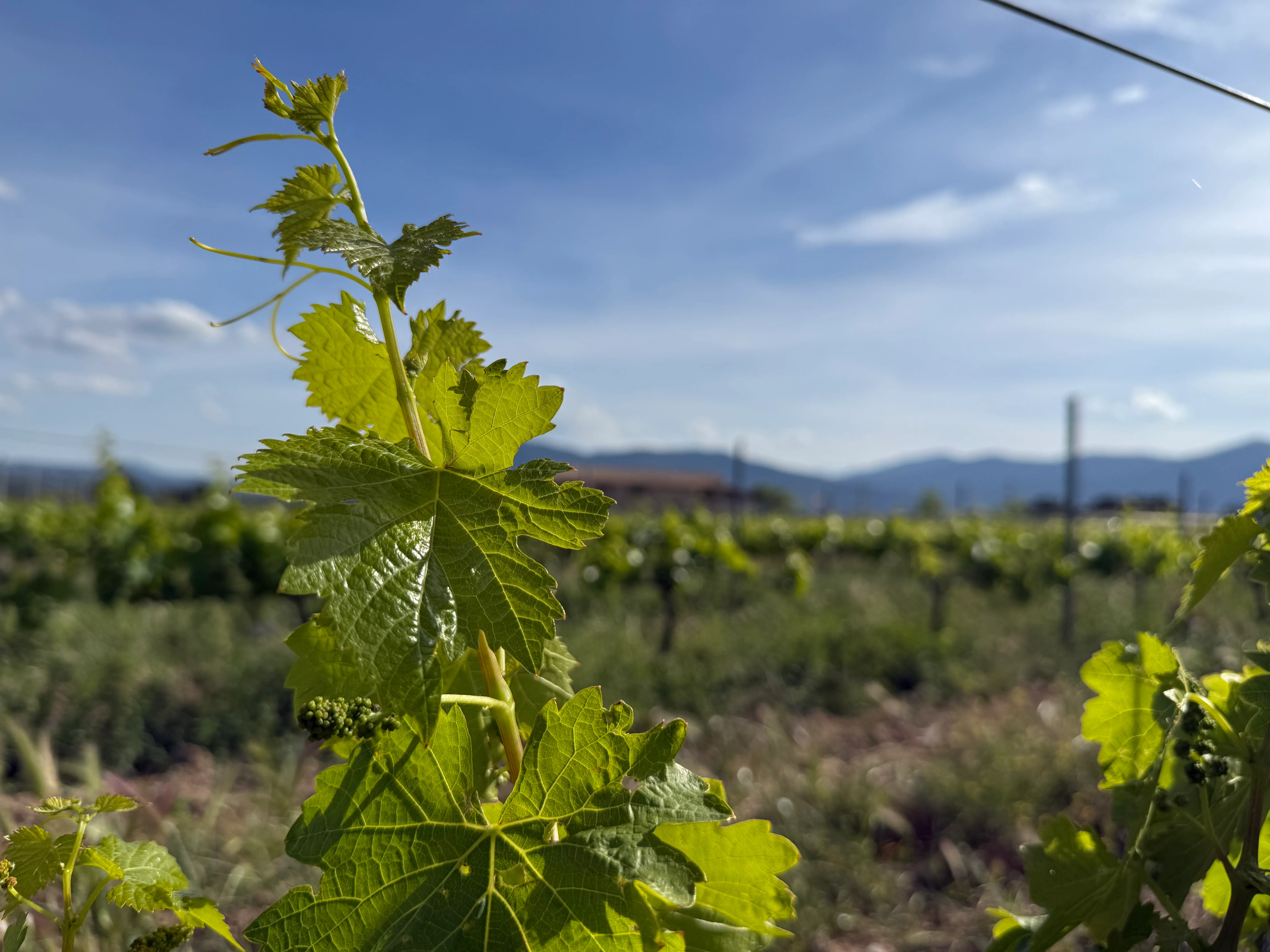 Cepa de Garnacha Tinta en Llano Las Navas