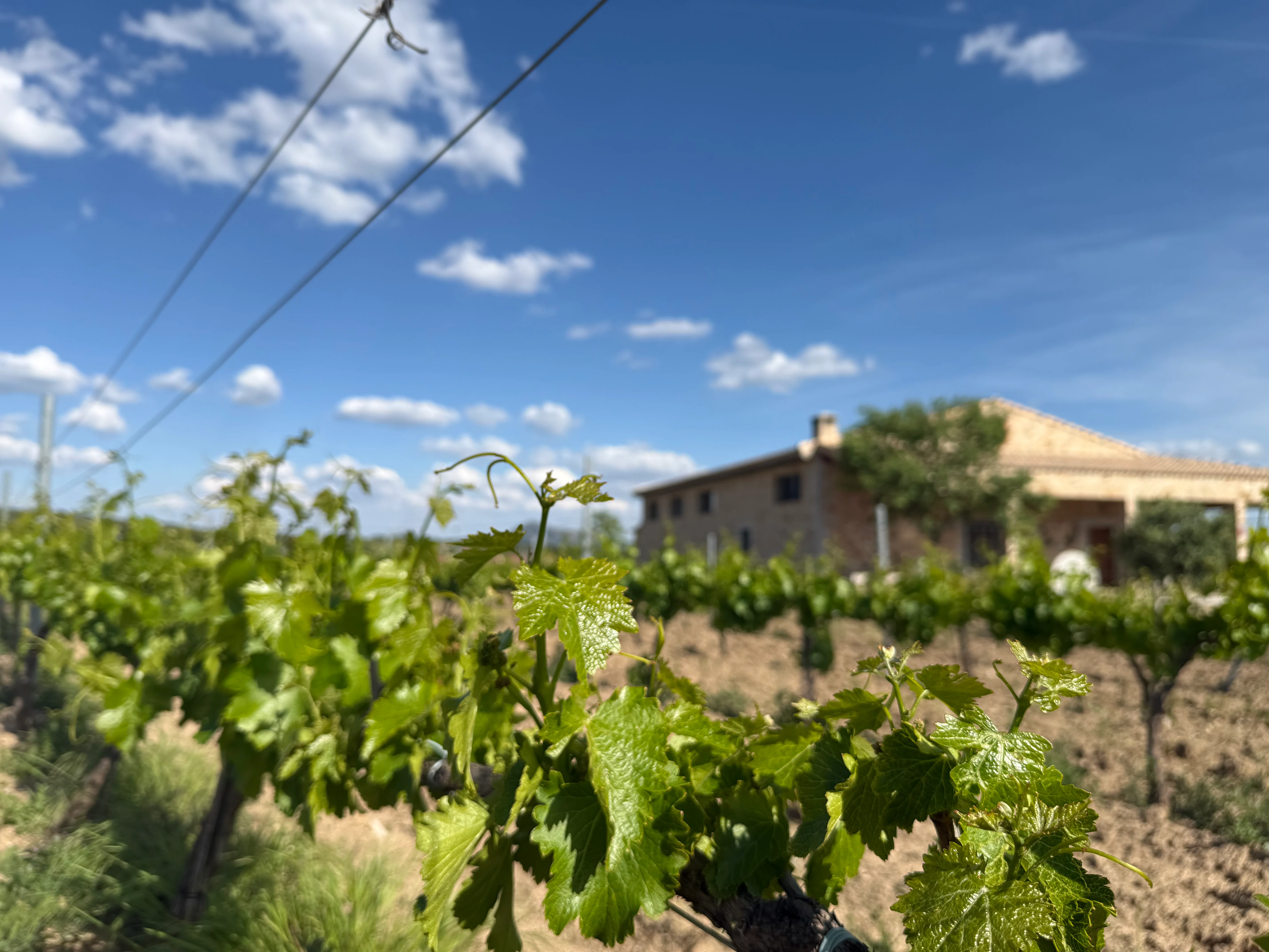 Camino entre viñedos de Llano Las Navas