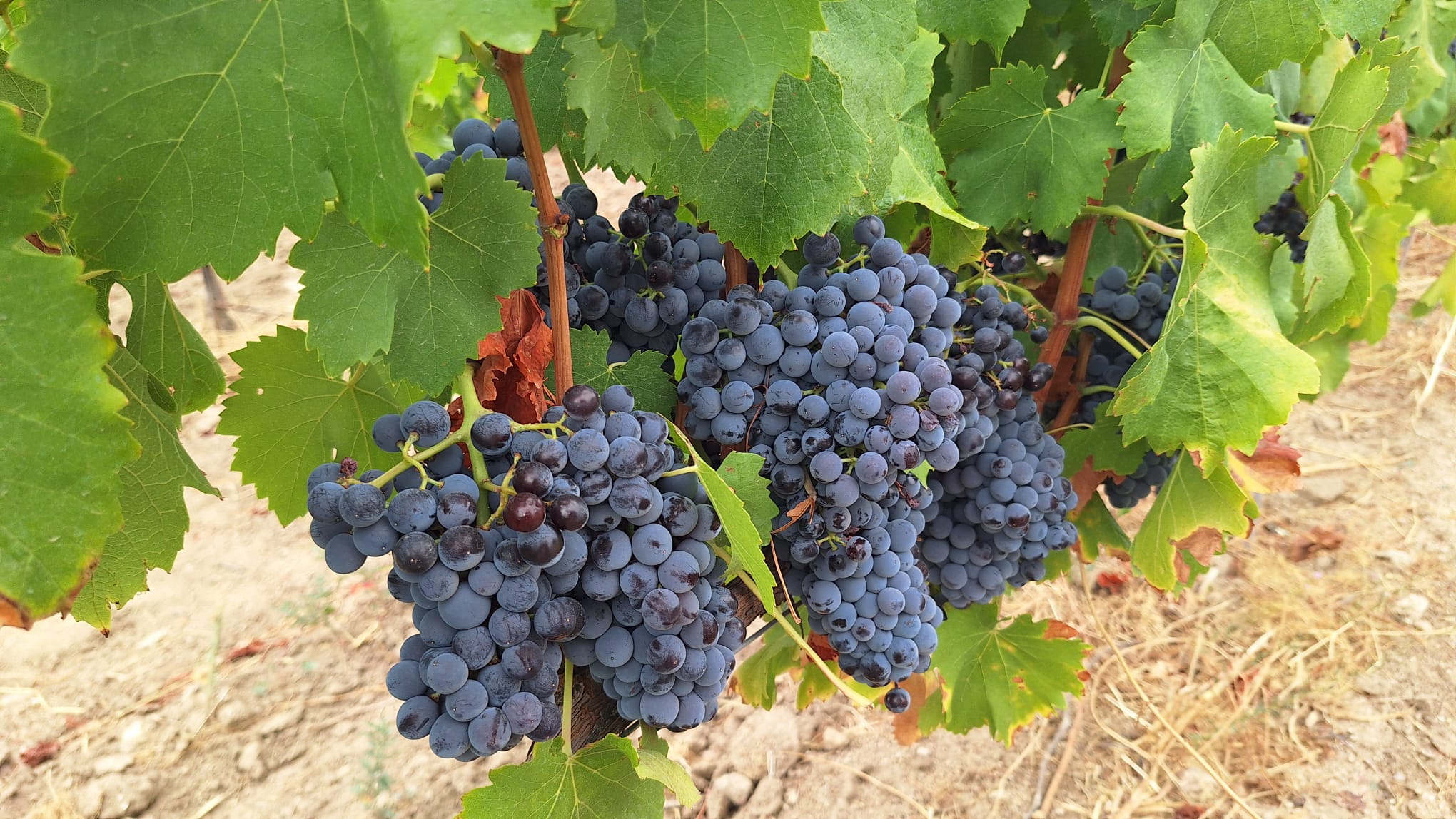 Racimo de uvas maduras de Garnacha