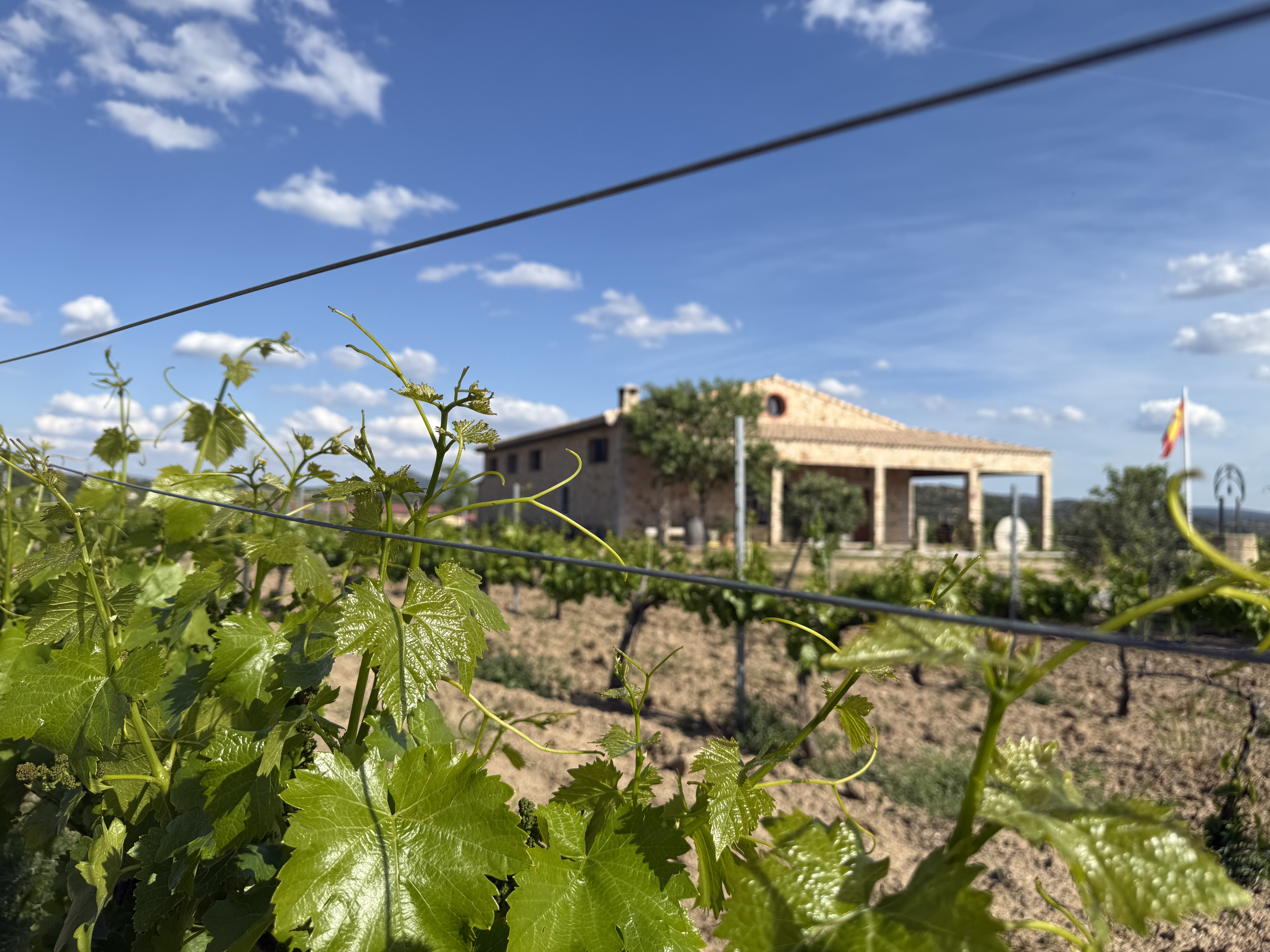 Brotes de vid en primavera con la bodega al fondo