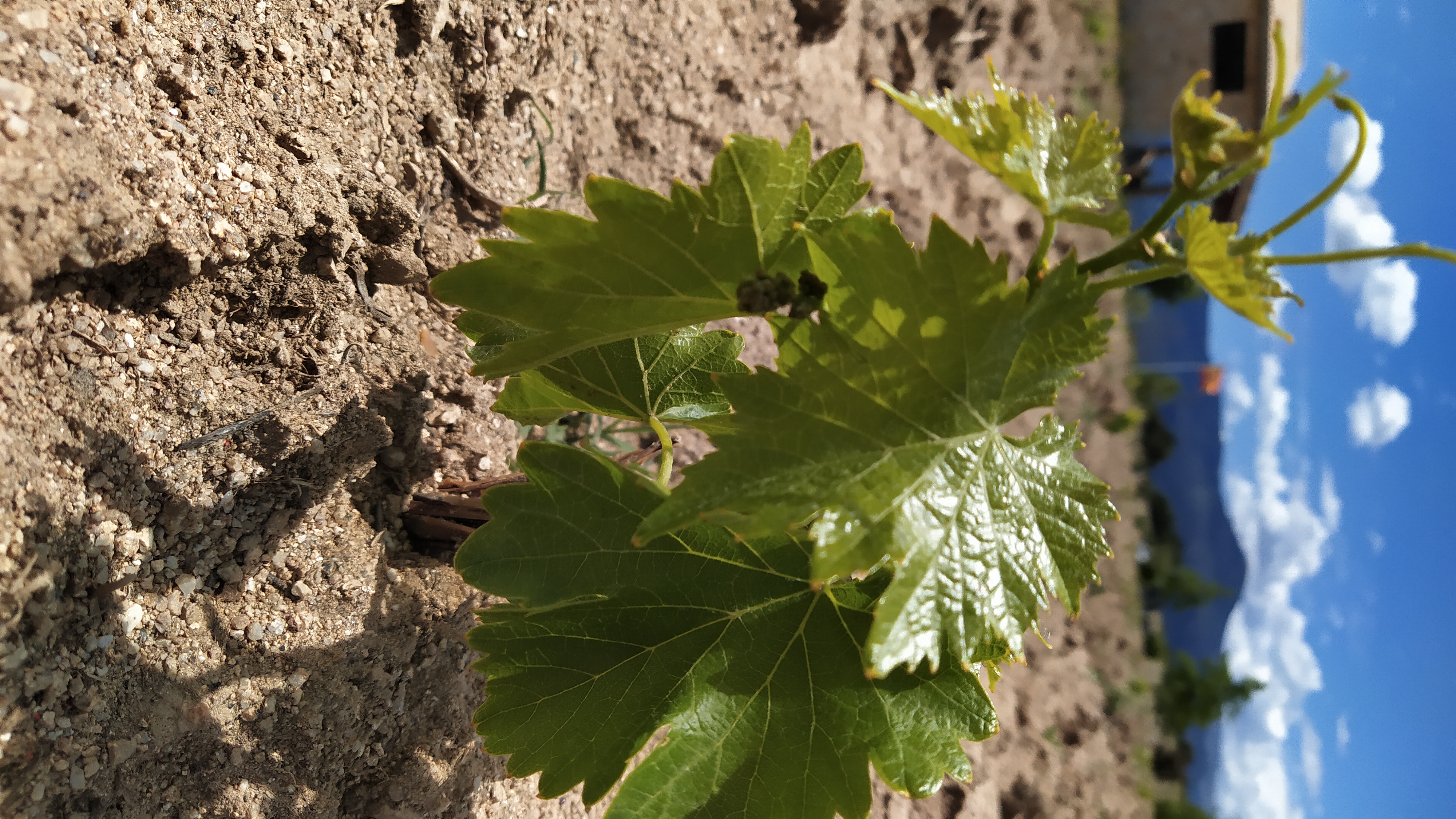 Sarmiento joven creciendo en la tierra roja