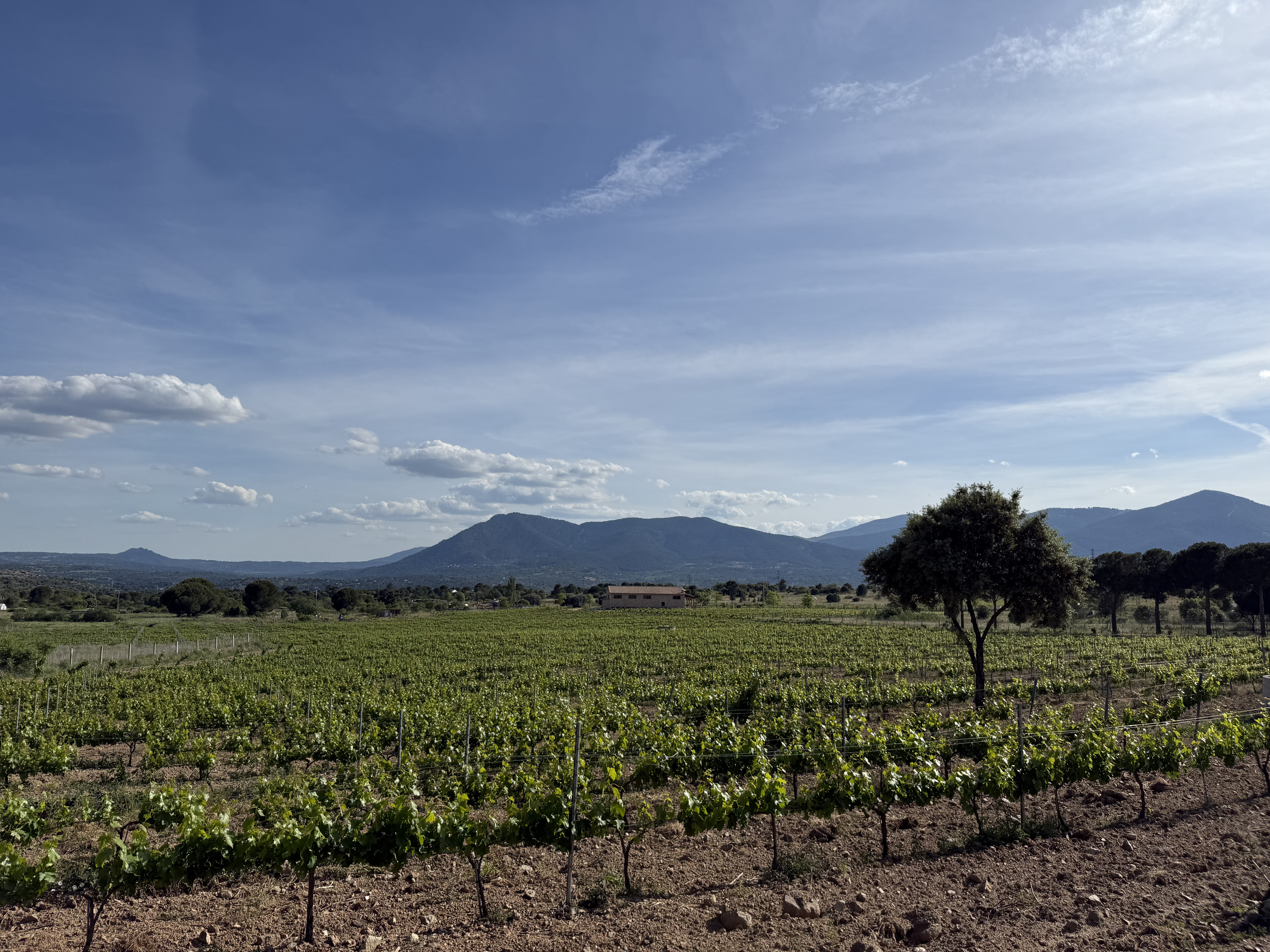 Panorámica del viñedo con la sierra al fondo