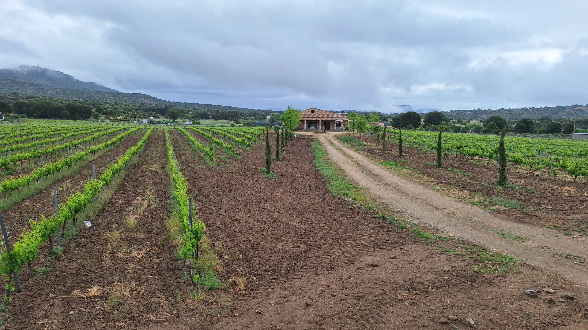 Acceso a la bodega entre los pasillos del viñedo
