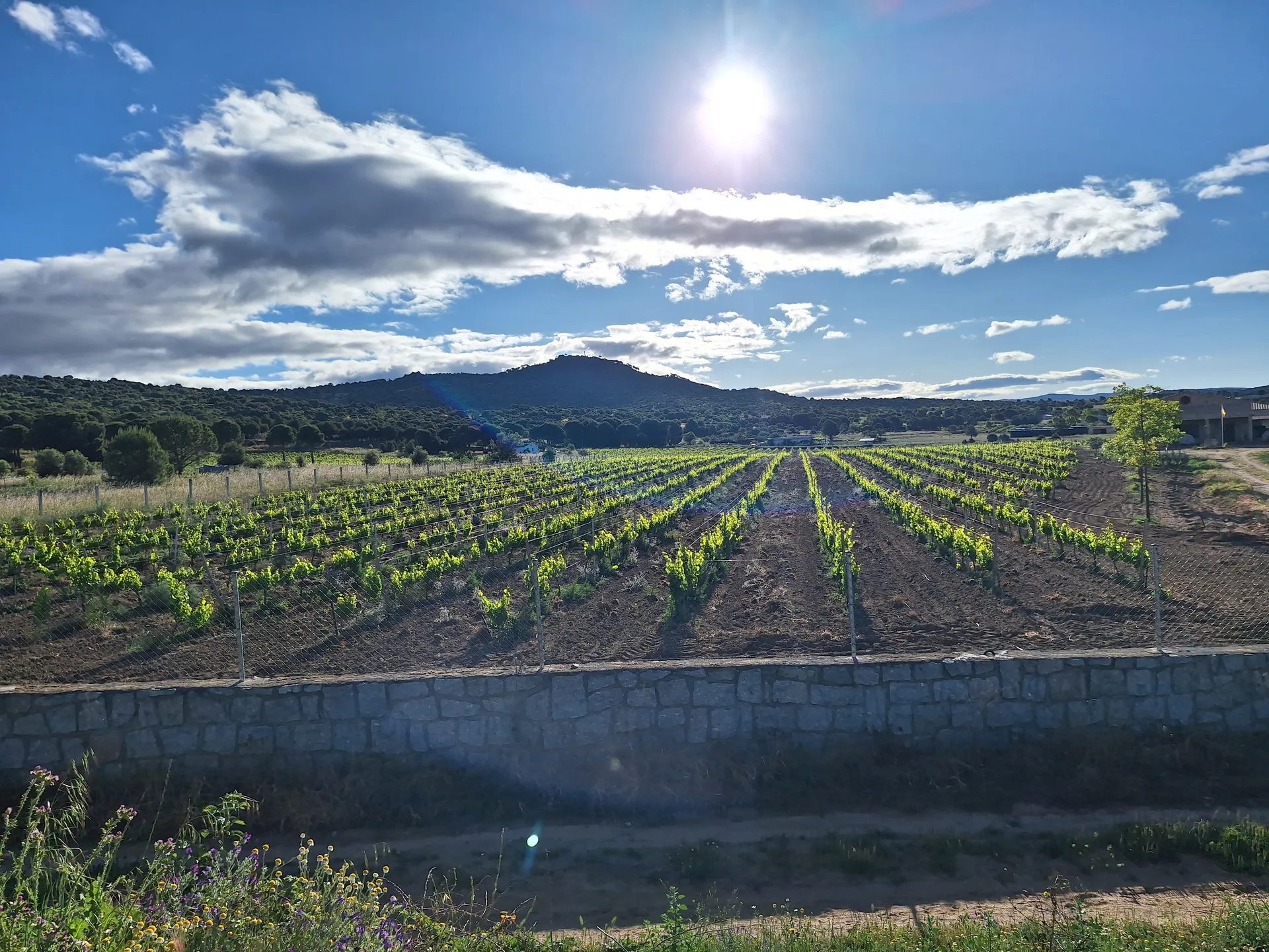 Viñedo con sol y las montañas de Gredos