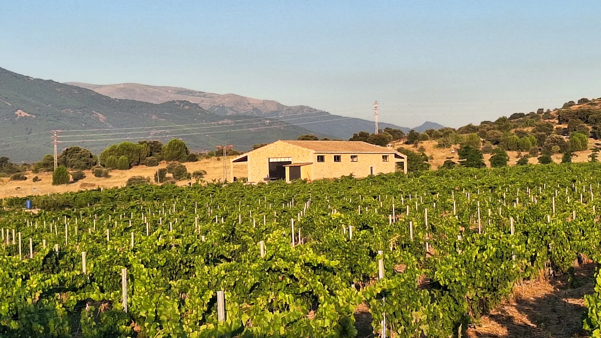 Viñedo al atardecer con la bodega al fondo