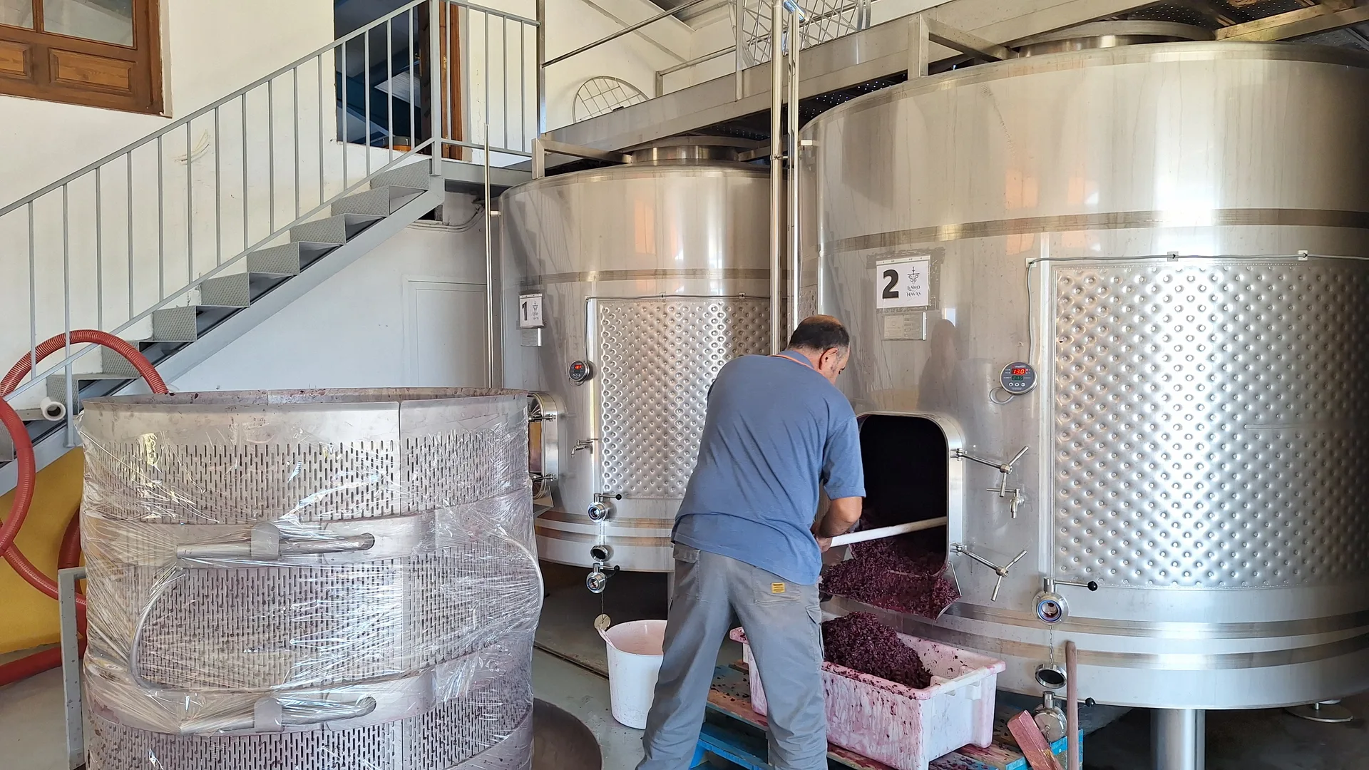 Descube del mosto en la bodega