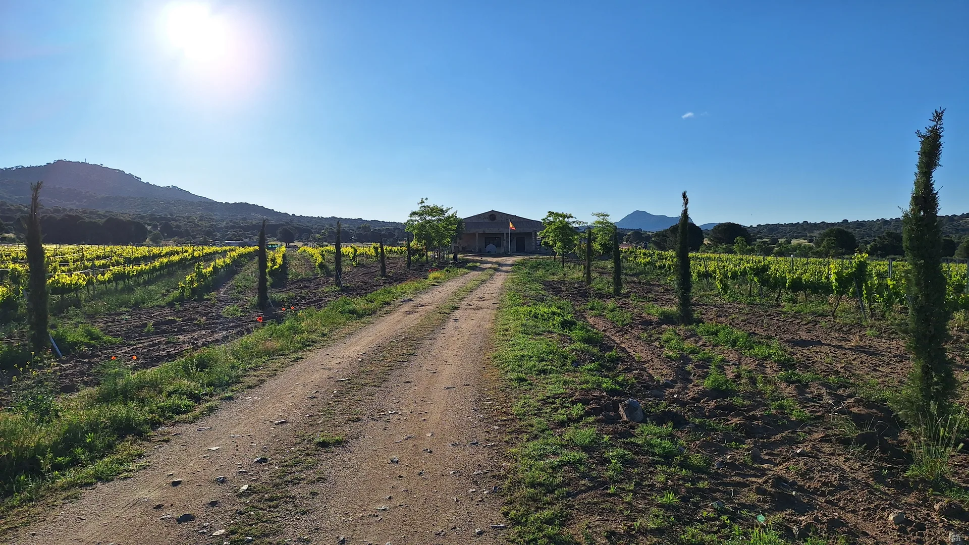 Camino de tierra entre las filas de viñas