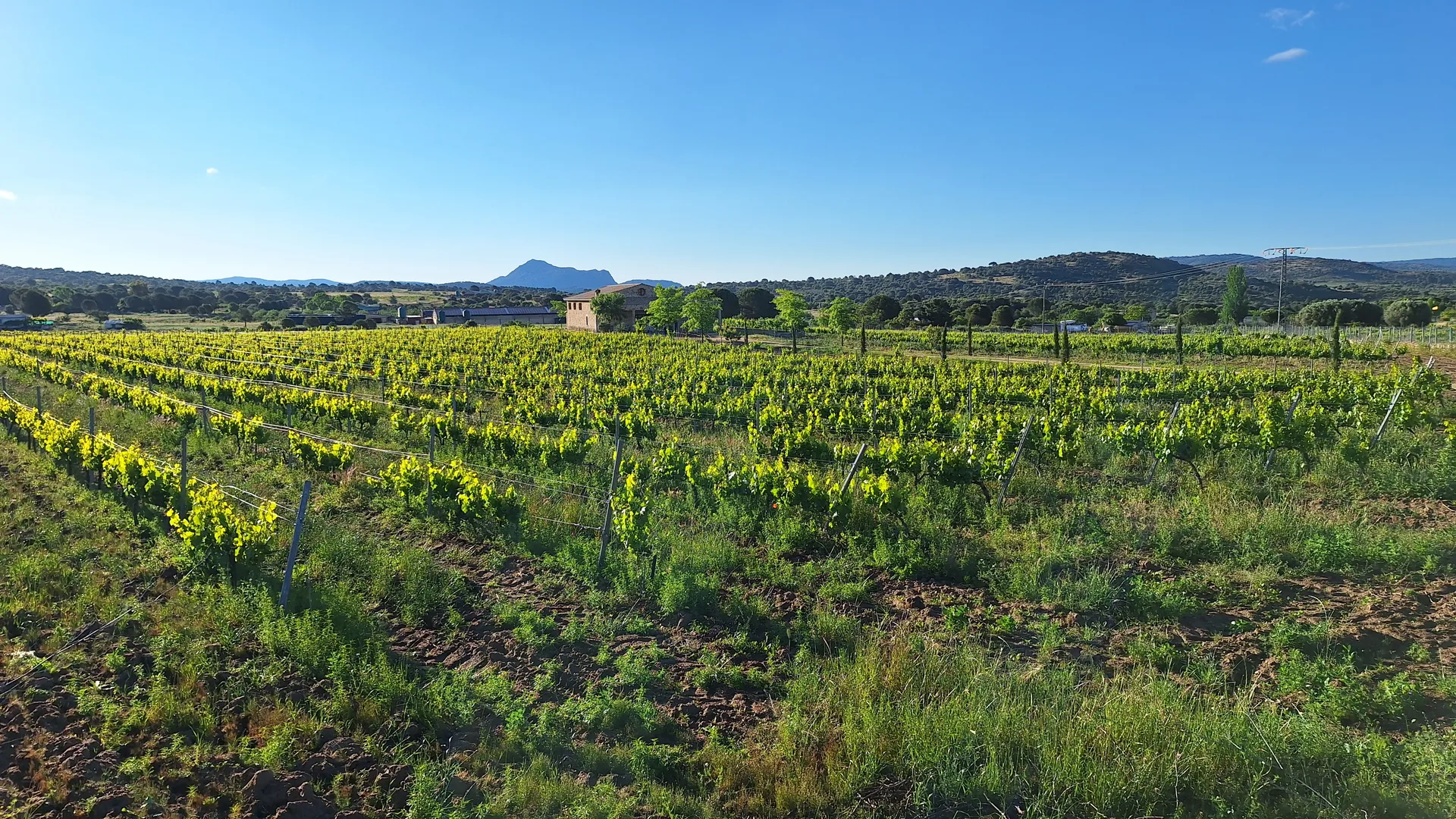 Amplia panorámica del viñedo con la sierra