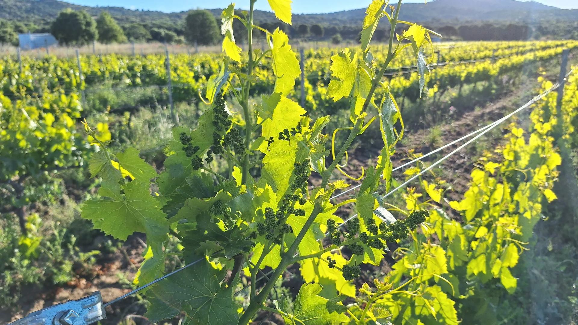 Brotes tiernos de vid en primavera