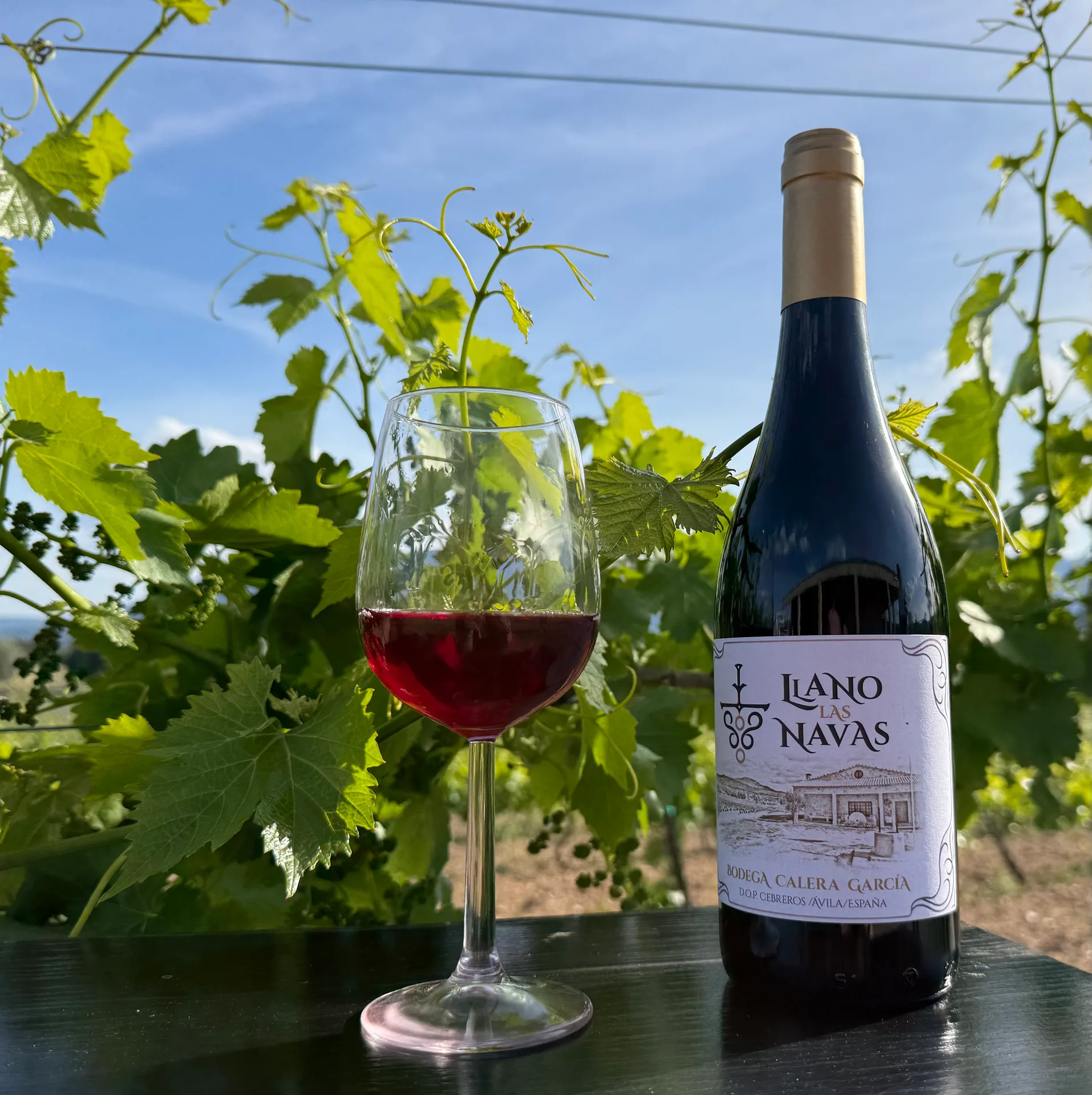 Copa y botella Llano las Navas en la terraza del viñedo